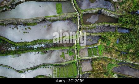 Luftaufnahme von oben nach unten auf Reisfeldern Terrassen voller Wasser mit Spiegelung von Wolken, vor der Reissaison in Batad, Banaue, Philippinen. Stockfoto