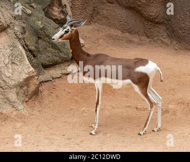 Nanger Dama Gazelle ist in freier Wildbahn ausgestorben, Bioparc, Valencia, Spanien. Stockfoto