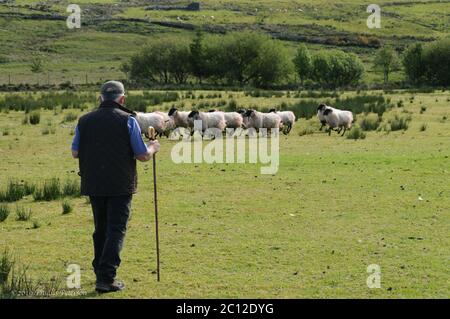 Glen Keen Farm-Nordirland/ 22. Mai 2020: Hirte einer Schaffarm in Irland beobachtet den Schafhund, wie er die Schafe von den Hügeln rundet. Hochwertige Fotos Stockfoto