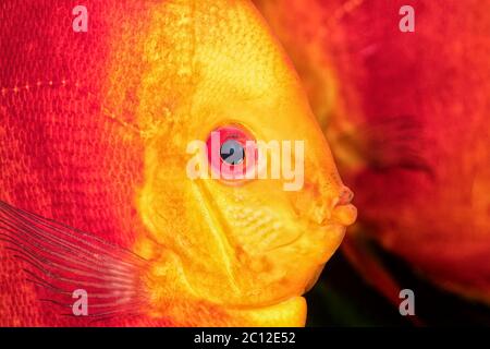 Schönes Porträt von rot-orange Diskusfische Stockfoto