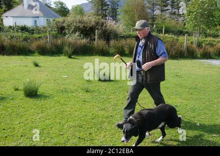 Glen Keen Farm-Nordirland: 22. Mai 2020: Hirte einer Schaffarm in Irland geht mit einem Schafhund spazieren, bevor er die Schafe von den Hügeln umrundet. Hochwertige Fotos Stockfoto