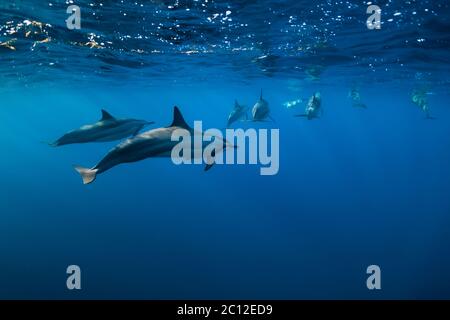 Spinner Delphine unter Wasser im Indischen Ozean, Mauritius Stockfoto