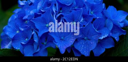 Makrobild der blauen Hortensienblume. Stockfoto