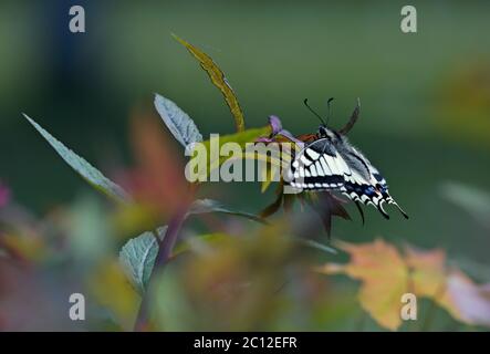 Schwalbenschwanzschmetterling auf einem Ast einer kultivierten Pflanze Stockfoto