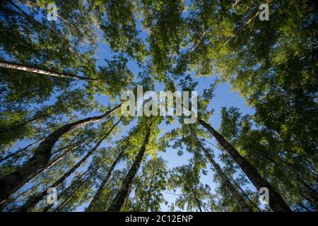 Nachschlagen im Wald - Zweige grüner Baum Natur abstrakt Stockfoto