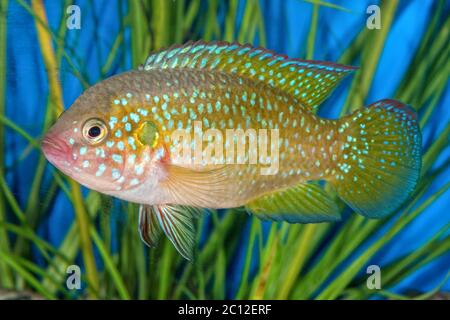 Porträt eines Buntbarschs (Hemichromis sp.) im Aquarium Stockfoto