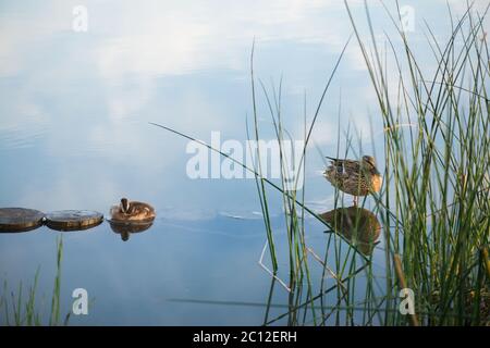 Ente und Enten am Morgen Herbst See Stockfoto