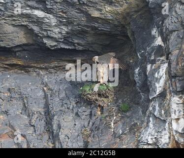 Turmfalken Paarung Stockfoto