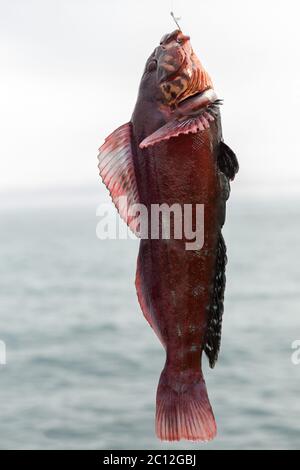 Makrele am Haken. Unteren Meeresangeln im Pazifik in der Nähe von Kamtschatka. Stockfoto