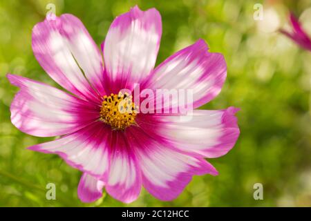 Makro Aufnahme von rosa Cosmos Blume im Sommergarten. Stockfoto