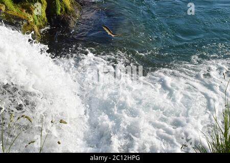 Fische springen gegen den Wasserfall am rheinfall in Schaffhausen Schweiz Stockfoto