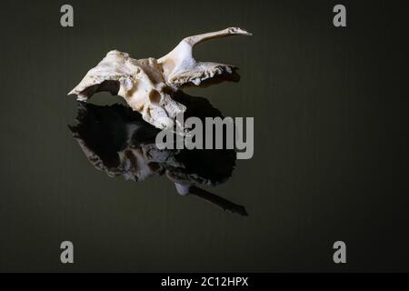 Isolierter menschlicher linker temporaler Schädelknochen auf dunklem Hintergrund.Seitenansicht Stockfoto