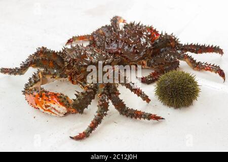 Kamtschatka-Krabben frisch aufgespießt und Seeigel auf dem Deck der Yacht. Stockfoto