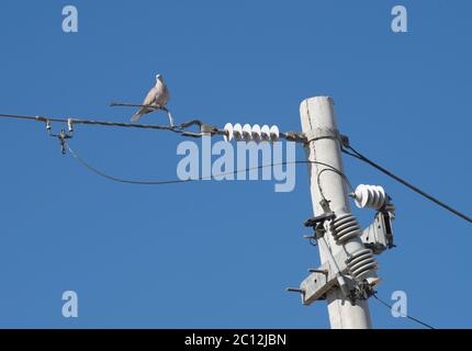 Ein Vogel, der auf einer elektrischen 13.2 KV-Stromverteilerleitung neben einem Betonmast mit elektrischen Isolatoren steht. Stockfoto