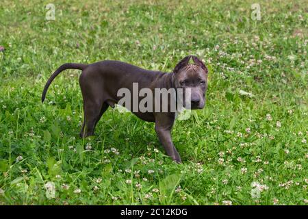 Schöner Welpe American Staffordshire Terrier in der Wiese Stockfoto