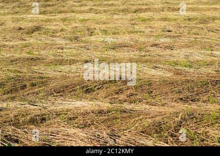 Gras auf dem Feld mähen. Stockfoto