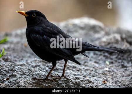 Amsel (Turdus merula) Stockfoto