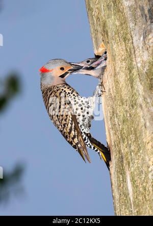 Nördliches Flimmern (Colaptes auratus) männliche Futterküken, Ames, Iowa, USA. Stockfoto