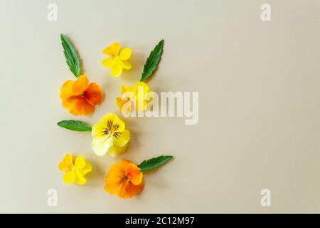 Komposition aus gelben und orangen Stiefmütterchen oder Veilchen auf beigem Papierhintergrund mit Kopierraum Stockfoto