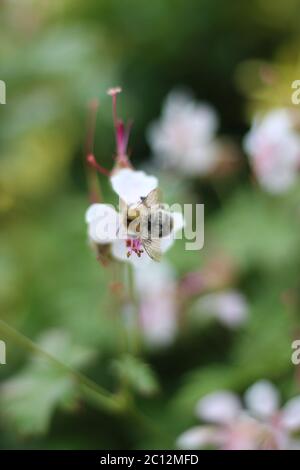 Honigbiene. Biene auf der großen Geranie (Geranium macrorhizum) im Garten Stockfoto