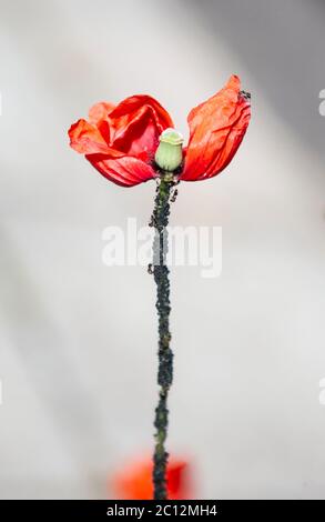Mohn mit Ameisen im Detail Stockfoto