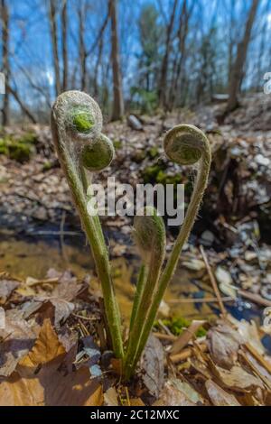 Cinnamon Fern, Osmundastrum cinnamomeum, Fiddleheads im Mai in Loda Lake Wildflower Sanctuary, Huron-Manistee National Forest, Michigan, USA Stockfoto