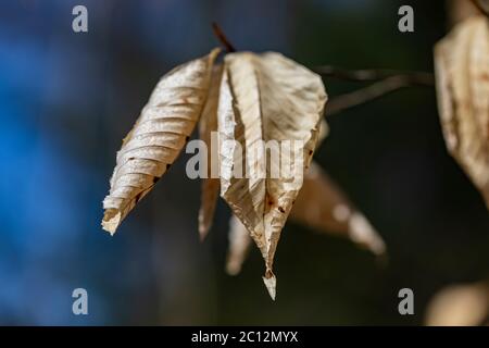 Die amerikanische Buche des letzten Jahres, Fagus grandifolia, Blätter hängen noch an Anfang Mai im Loda Lake Wildflower Sanctuary, Huron-Manistee National Forest, Stockfoto