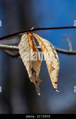 Die amerikanische Buche des letzten Jahres, Fagus grandifolia, Blätter hängen noch an Anfang Mai im Loda Lake Wildflower Sanctuary, Huron-Manistee National Forest, Stockfoto