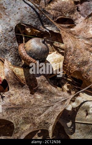 Northern Red Oak, Quercus rubra, Eichel und gefallene Blätter in Loda Lake Wildflower Sanctuary, Huron-Manistee National Forest, Michigan, USA Stockfoto