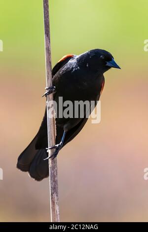 Rotflügeliger Schwarzvogel, Agelaius phoeniceus, in einem Sumpfgebiet im Zentrum von Michigan, USA Stockfoto