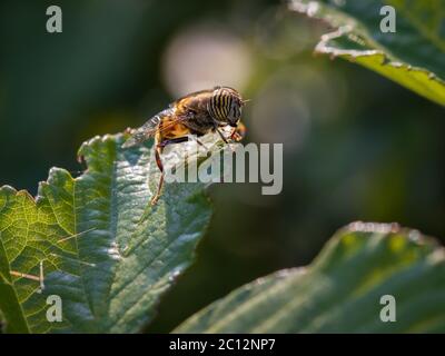 Eristalinus taeniops. Fliege der Familie Syrphidae. Stockfoto