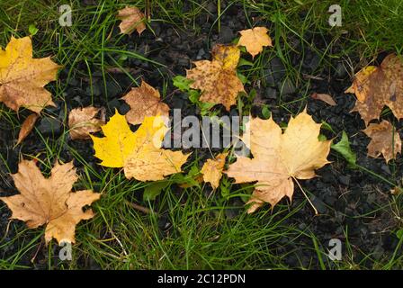 Gelbes Herbstlaub Ahorn auf dem grünen Rasen Stockfoto