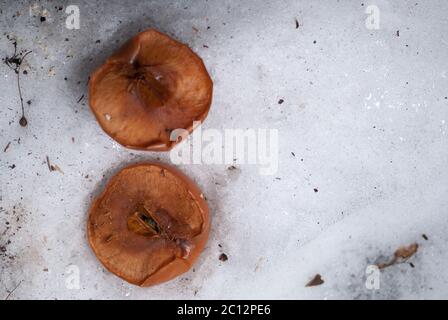 Brown in Scheiben geschnittenen Apfel Auflegen des Schnees im winter Stockfoto