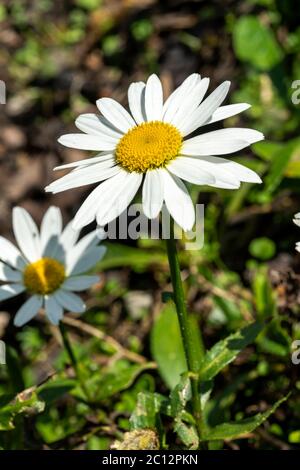 Leucanthemum x superbum 'Snowcap' eine weiße krautige Sommer Herbst mehrjährige Blume Pflanze allgemein als Shasta Daisy bekannt Stockfoto