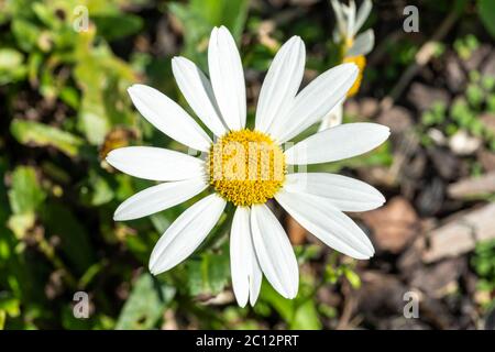 Leucanthemum x superbum 'Snowcap' eine weiße krautige Sommer Herbst mehrjährige Blume Pflanze allgemein als Shasta Daisy bekannt Stockfoto