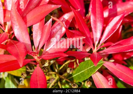 Pieris Japonica 'Forest Flame' ein immergrüner Strauch mit farbenprächtigem, rot-rosa Laub im Frühling Stockfoto