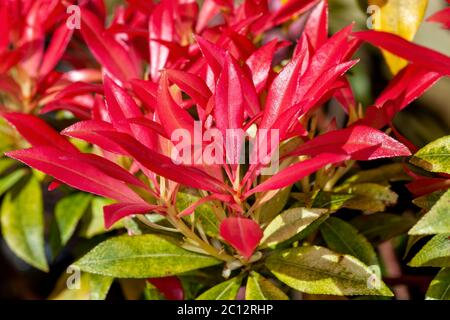 Pieris Japonica 'Forest Flame' ein immergrüner Strauch mit farbenprächtigem, rot-rosa Laub im Frühling Stockfoto