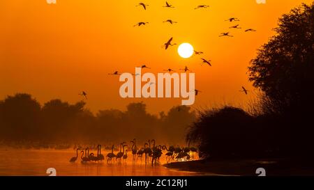 Wunderschöne Sonnenaufgangsszene mit Flamingo-Vögeln, die im Hintergrund fliegen Stockfoto