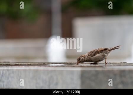 Haussperling trinkt Wasser auf einer Betonkonstruktion in einem Park in Berlin. Stockfoto