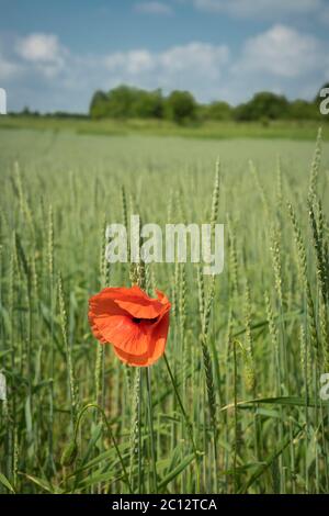 Mohn in einem Weizenfeld Stockfoto