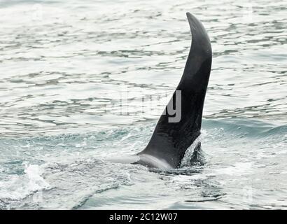Schwertwal - Orcinus Orca im Pazifischen Ozean. Wasserfläche in der Nähe von Kamtschatka. Stockfoto