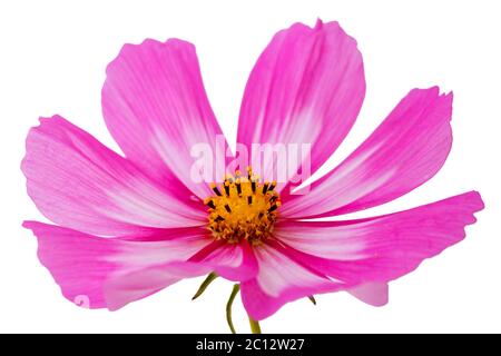 Cosmos Blume isoliert auf weiß. Stockfoto