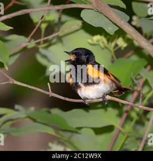 Amerikanischer Rotstarter (Setophaga ruticilla) männlicher Gesang, Iowa, USA. Stockfoto