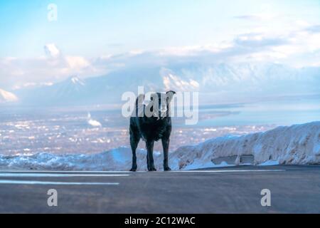 Schwarzer Hund auf der Straße gegen den fernen Wasatch Mountain und bewölkten Himmel Stockfoto