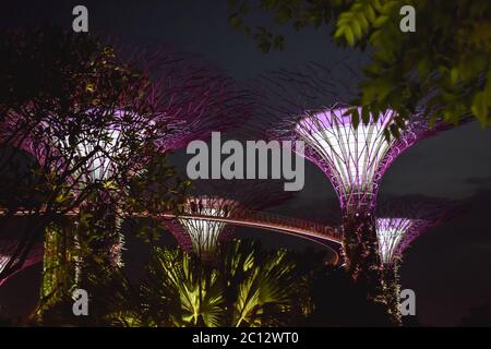 Nachtansicht am Supertree Skywalk in Gardens by the Bay in Singapur Stockfoto
