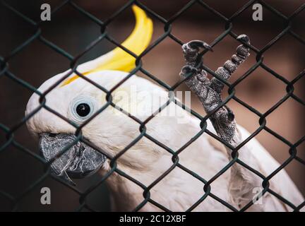 Kakadus im Käfig. Nahaufnahme des Cacadu Papagei . Vogelpfote Details Stockfoto