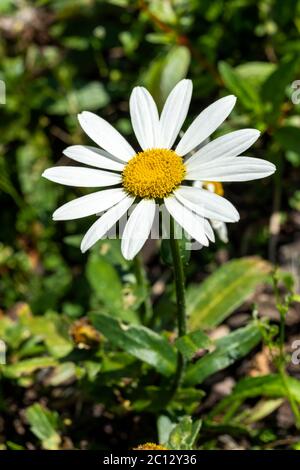 Leucanthemum x superbum 'Snowcap' eine weiße krautige Sommer Herbst mehrjährige Blume Pflanze allgemein als Shasta Daisy bekannt Stockfoto