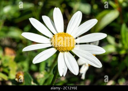 Leucanthemum x superbum 'Snowcap' eine weiße krautige Sommer Herbst mehrjährige Blume Pflanze allgemein als Shasta Daisy bekannt Stockfoto