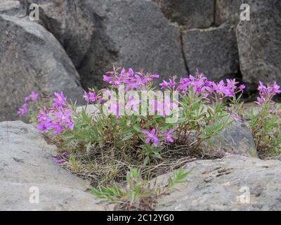 Blühender Zwergfeuerkraut zwischen Felsen in Island Stockfoto