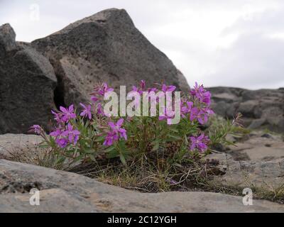 Blühender Zwergfeuerkraut zwischen Felsen in Island Stockfoto